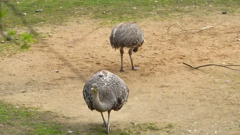 Close view of two Rhea birds Stock Footage 271203387