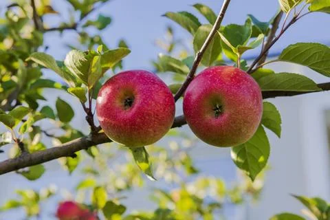 Close up view of two ripe red apples growing on apple tree on autumn day. Stock Photos