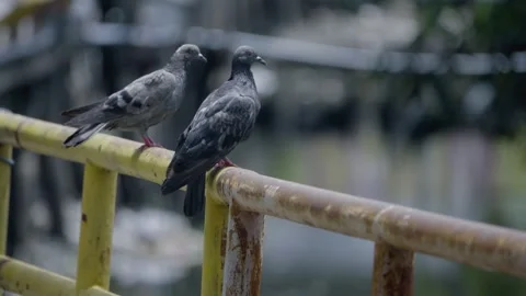 Close-up view of two rock pigeons perched on a canal walkway Video stock 339315178