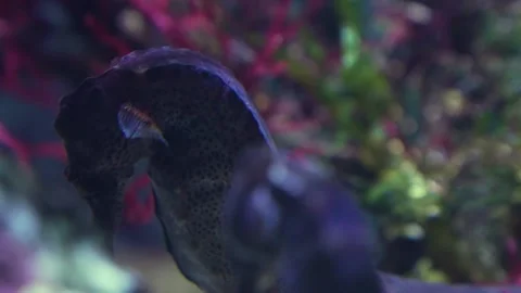 Close view of two seahorses Stock Footage 258975103