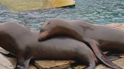 Close view of two Sealion resting Stock Footage 296029450