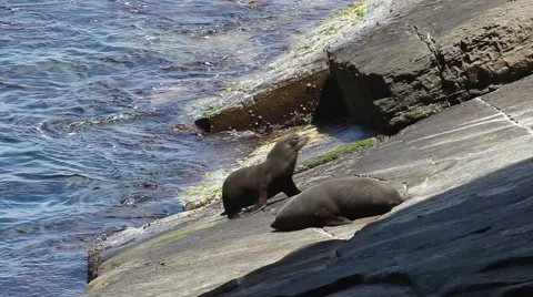 Close-up view of two seals on a rocky shore Stock Footage 45874658