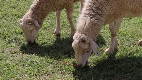 A close up view of two sheep grazing on lush green grass in a sunny field, .. Stock Footage 332581365