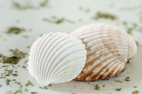Close-up view of two shells Stock Photos