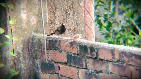A close-up view of two small, beautiful, and cute birds, a sparrow and a bl.. Stock Footage 346718821