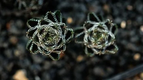 A close up view of two succulent plants against a dark background Stock Photos