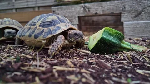 Close-up view of two terrestrial tortoises eating cucumber on soil garden Stock Footage 315282419