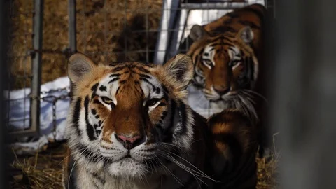 Close up view of two tigers . Big cats looks at camera. 4К Stock-Footage 86256001