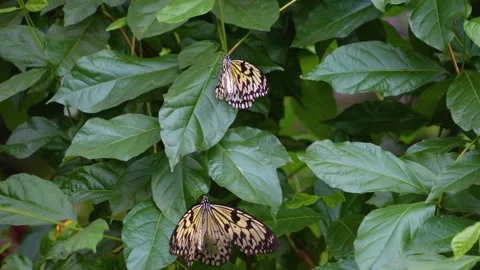 Close view of two tree nymph butterfly Stock Footage 251759151