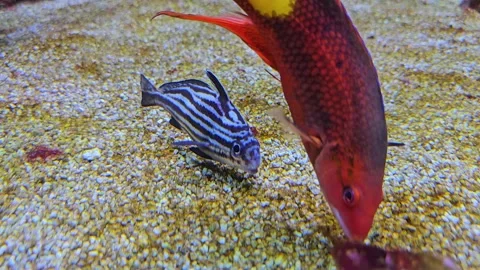 Close view of two tropical fish  Stock Footage 267587087