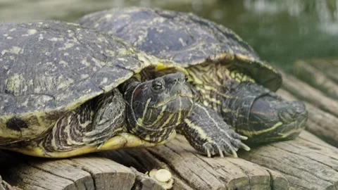 Close View of Two Turtles Resting on Wood at Botanical Garden Видео 334815717