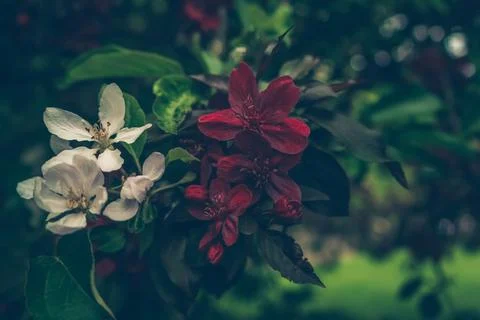 Close up view of two types of ornamental apple tree blossoms red and white in Stock Photos