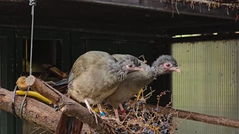 Close view of two ugly birds Chaco chachalaca Stock Footage 266069216