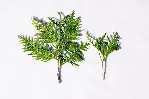 A close-up view of two vibrant green branches from coniferous plants is displ Stock Photos