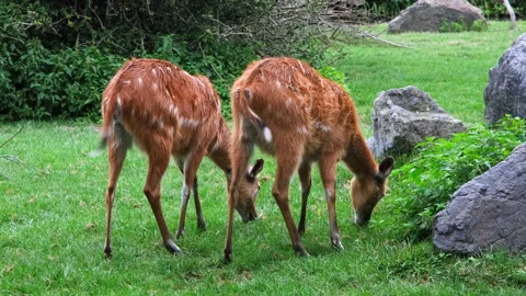 Close up view on Two west african sitatunga are grazing on a green meadow in the Stock Footage 228257508