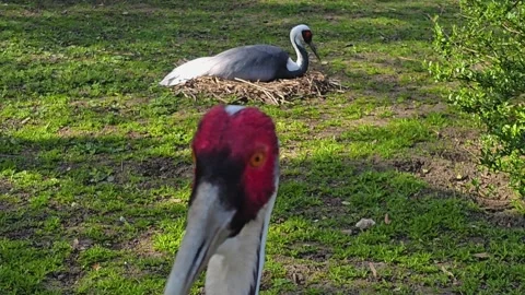 Close up view of two white-naped crane Stock Footage 275556530