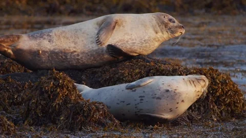 Close-up View of Two Wild Harbor Seals Resting on Seaweed-Covered Rocks at Ytri Stock Footage 327257705