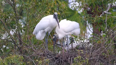 Close up view of two wood stork birds on the tree in the nest, native to No.. Stock Footage 314745935