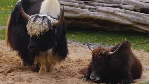 Close view of two Yaks  Stock Footage 252548120