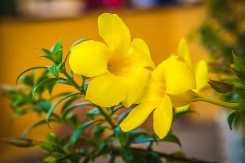Close-up view of two yellow alamanda flowers Stock Photos
