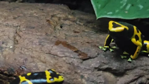Close view of two yellow poison dart frog Stock Footage 296838448