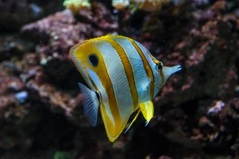 Close-up view of a typical reef fish Stock Photos