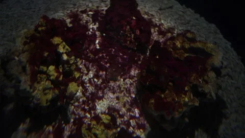 A close-up view of underwater rocks in an oceanarium, covered with patches of de Stock Footage 291842399