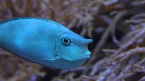 Close up view of an unicorn fish  Stock-Footage 251716516