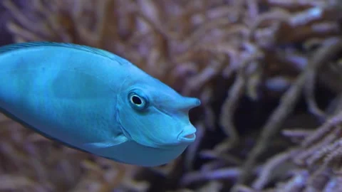 Close view of an unicorn fish Stock Footage 251759968