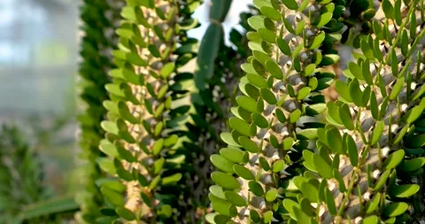 Close up view of unique cactus plant details. Vídeos de archivo 246727717