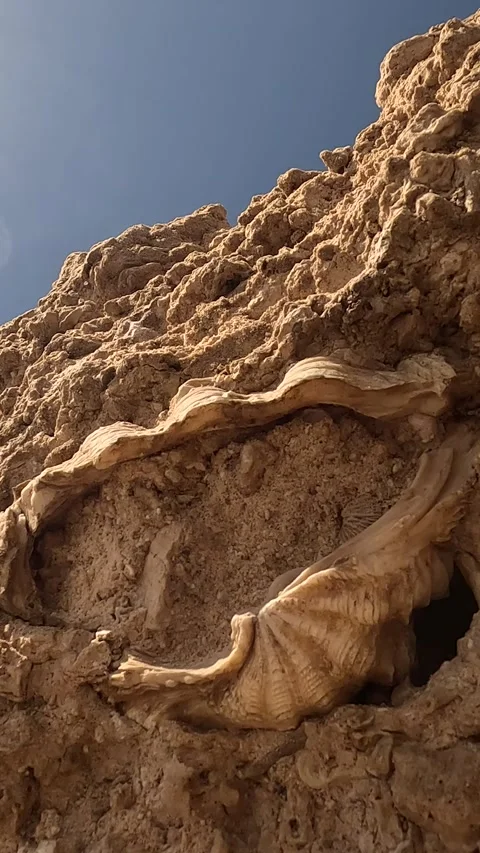 A Close-Up View of Unique Geological Formations Resembles a Shell Embedded in Stock Footage 330095079