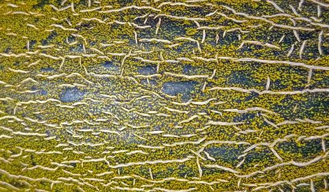 Close-up view of the unique rind texture of Piel de Sapo melon showcasing i.. Stock Photos