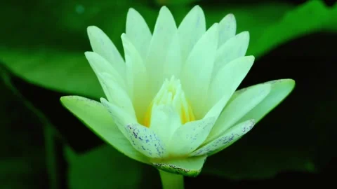 Close-up View of an Unopened White Water Lily Bud Video stock 310817499