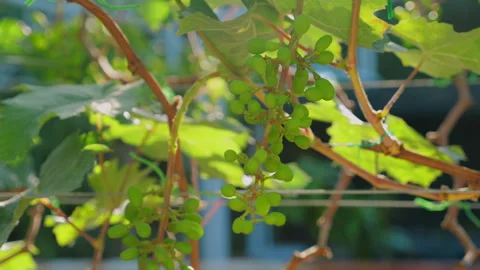 Close-up view of unripe green grape clusters on vine with lush green Stock Footage 280584573
