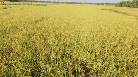 A close-up view unveils a dense, textured carpet of lush green Paddy Stock Footage 323100348