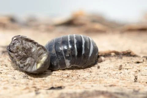Close view of a upside down pill bug on the nature Stock Photos