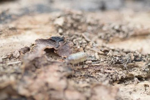 Close view of a upside down pill bug on the nature Stock Photos