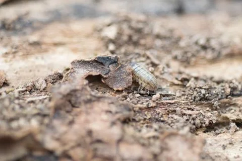 Close view of a upside down pill bug on the nature Stock Photos