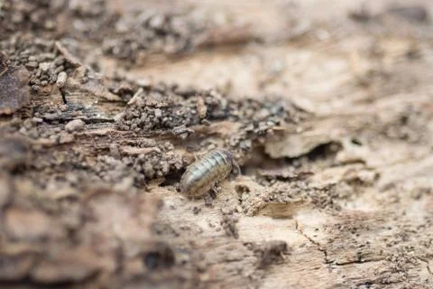 Close view of a upside down pill bug on the nature Stock Photos