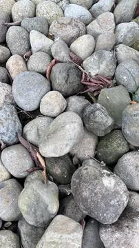 Close up view of varied grey and tan stones with a few dried brown leaves amo Foto stock