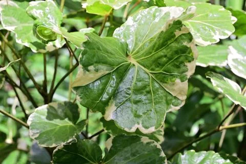 Close up view of a variegated leaf of a Dinner plate Aralia plant Foto stock