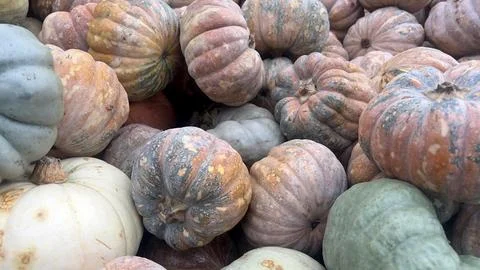 A close-up view of a variety of pumpkins in various colors, shapes, and siz.. Stock Photos