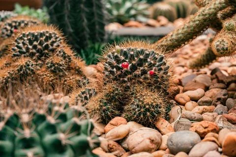 Close-up view of various cacti with spines and vibrant red flowers, surrounded Stock Photos