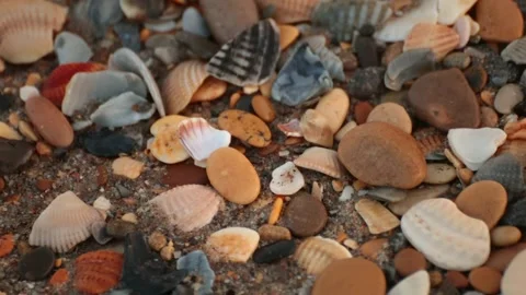 Close-up view of various seashells and pebbles on a sandy beach. The scene Stock Footage 318538673