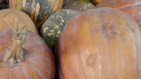 Close view of various squashes piled together Stock Footage 338168174