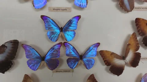 Close-up view of the various types of South America butterflies specimen Видео 199595645