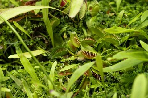 Close-up View of a Venus Flytrap Among Lush Green Vegetation in a Natural 스톡 사진