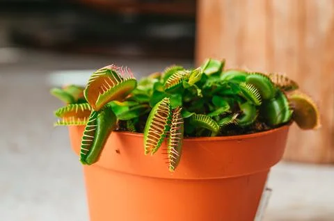Close-up view of a Venus flytrap plant in a flowerpot Foto stock