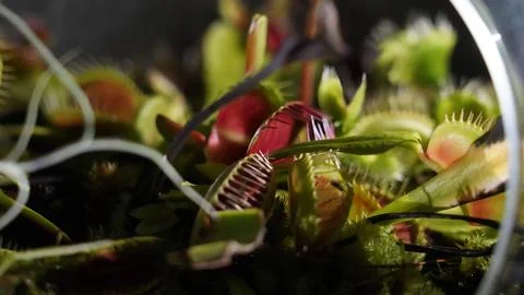 Close up View of Venus Flytrap Plants Foto stock