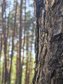 Close view vertical tree bark Stock Photos
